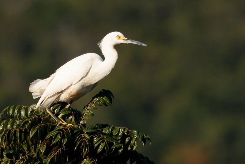 Snowy Egret - Rolando Chávez