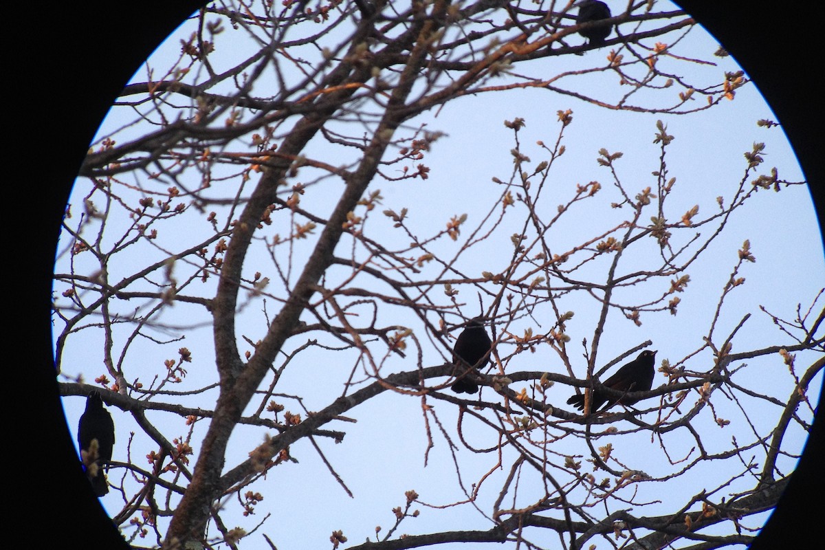 Rusty Blackbird - ML128087641