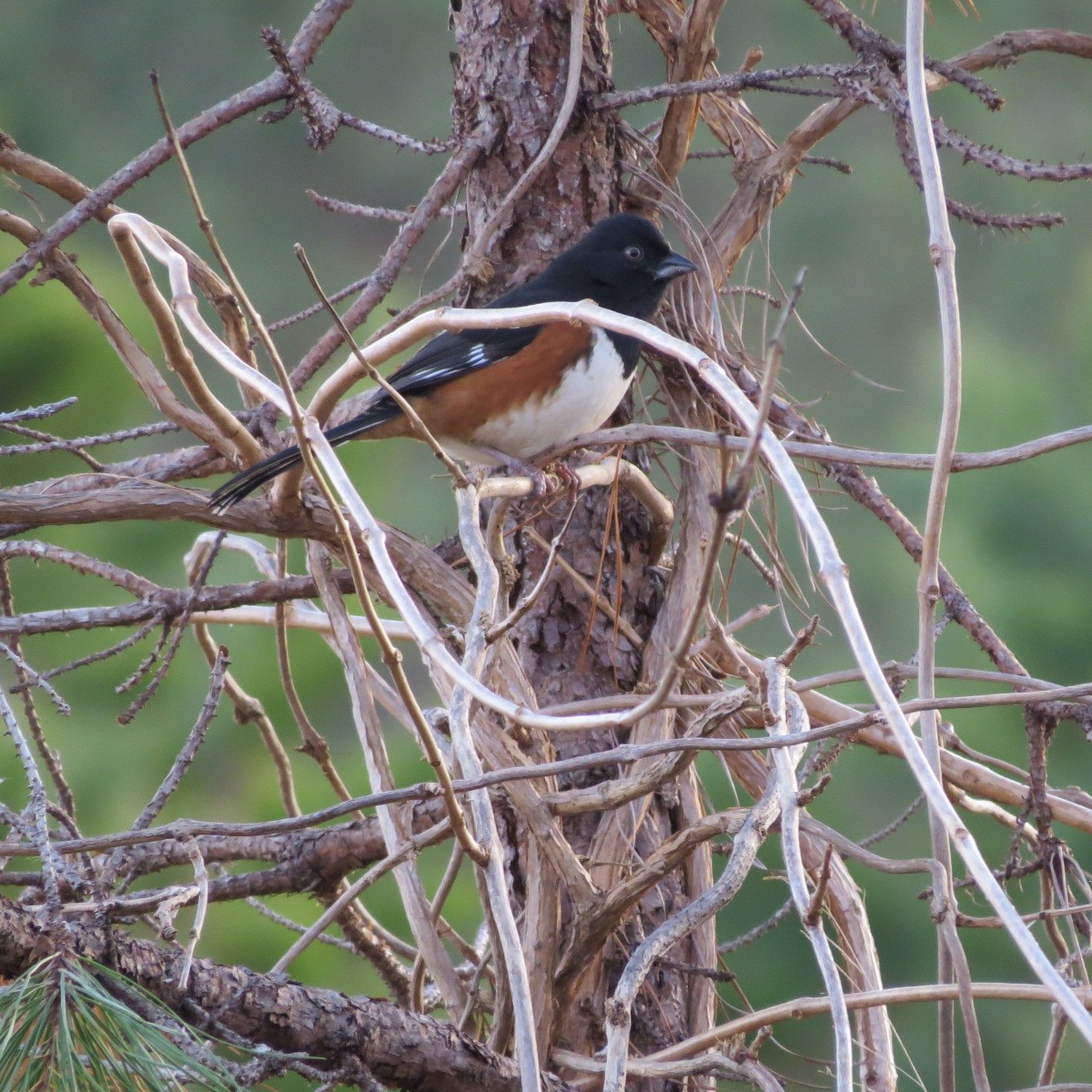Eastern Towhee - ML128088481