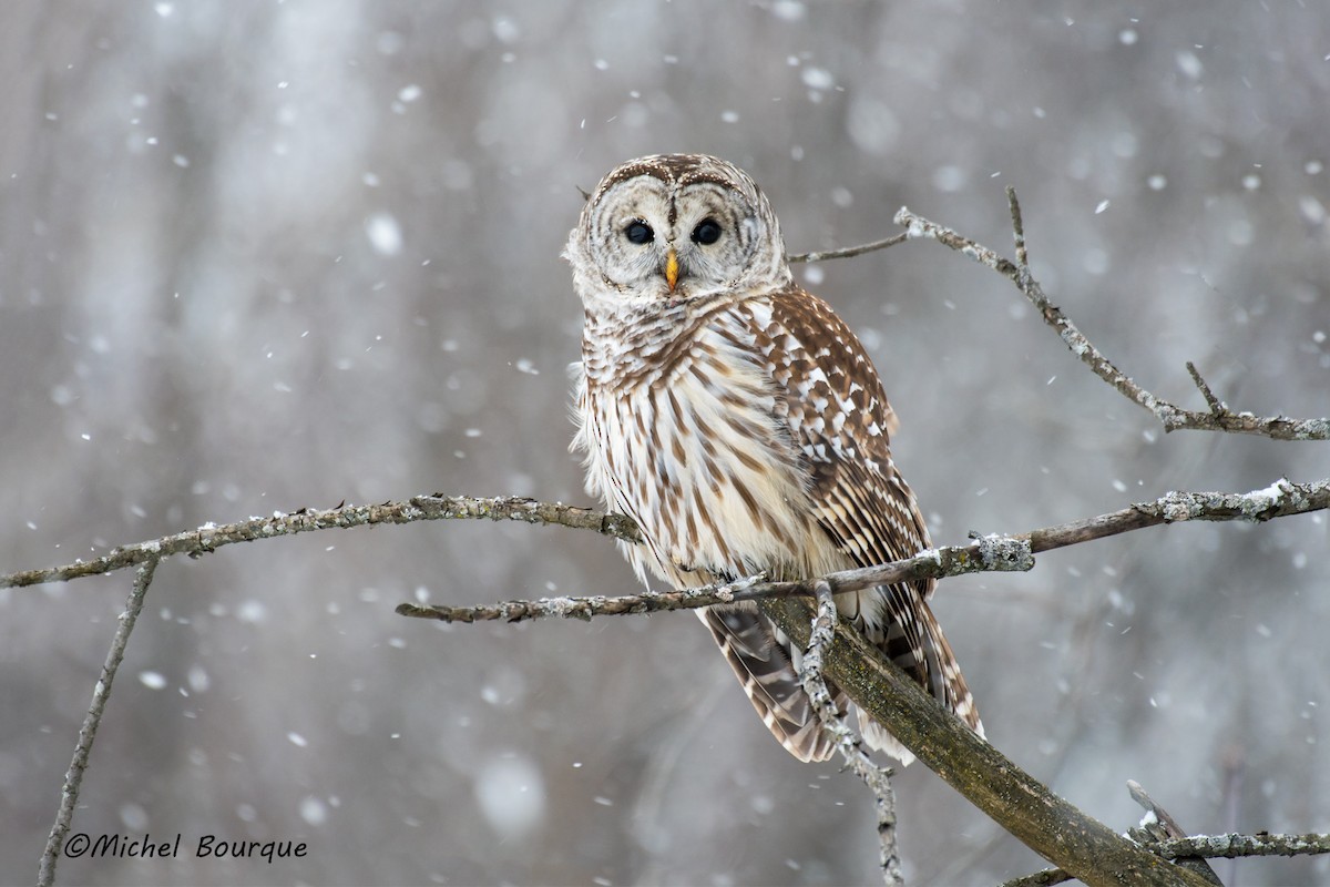 Barred Owl - ML128089741