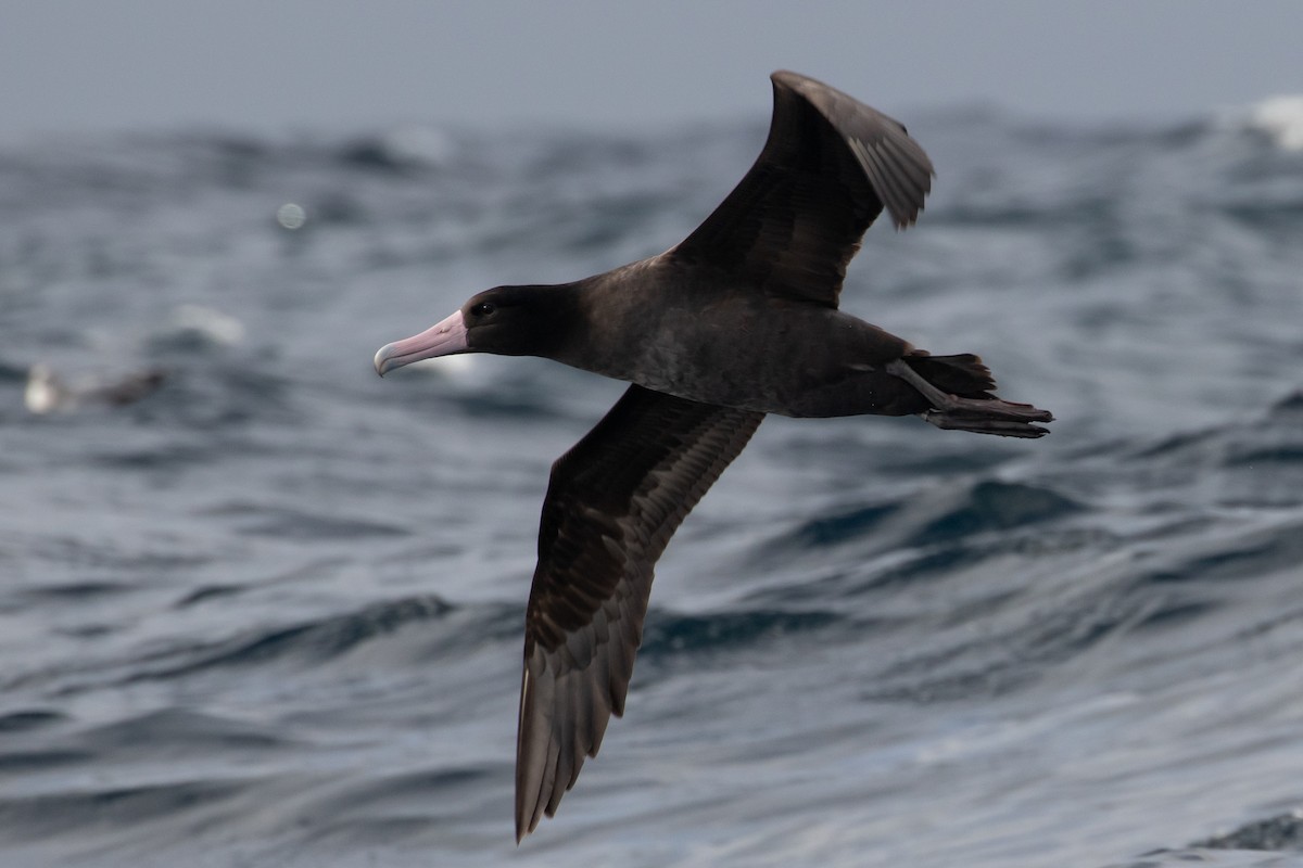 Short-tailed Albatross - Audrey Addison