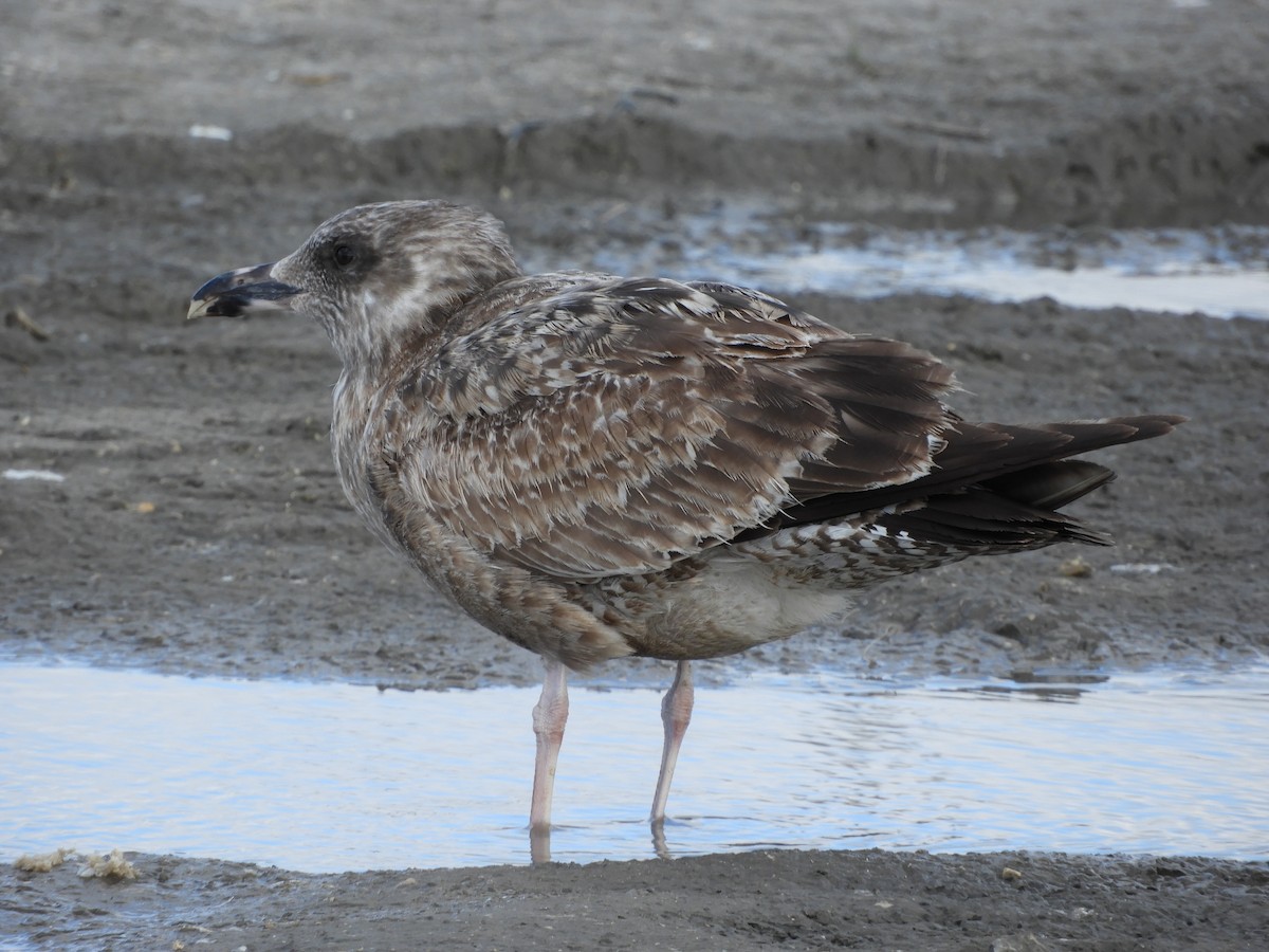 Lesser Black-backed Gull - Shane Carroll