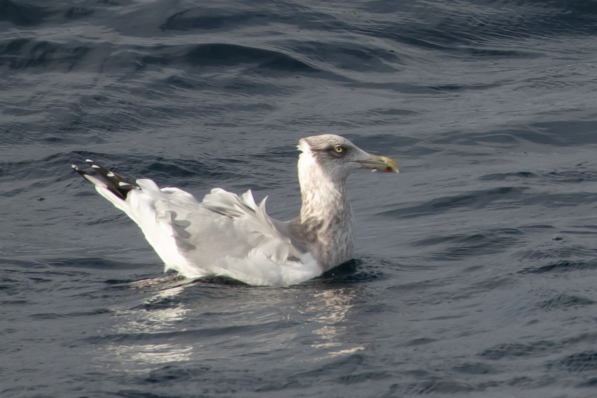 Herring Gull - ML128091871