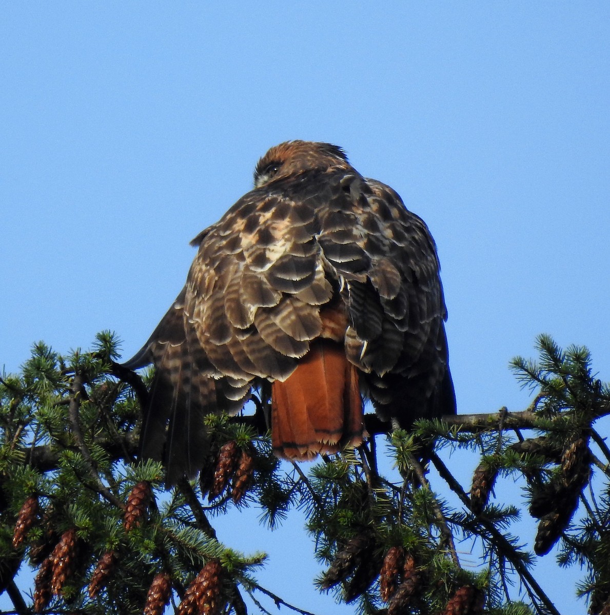 Red-tailed Hawk - ML128092671