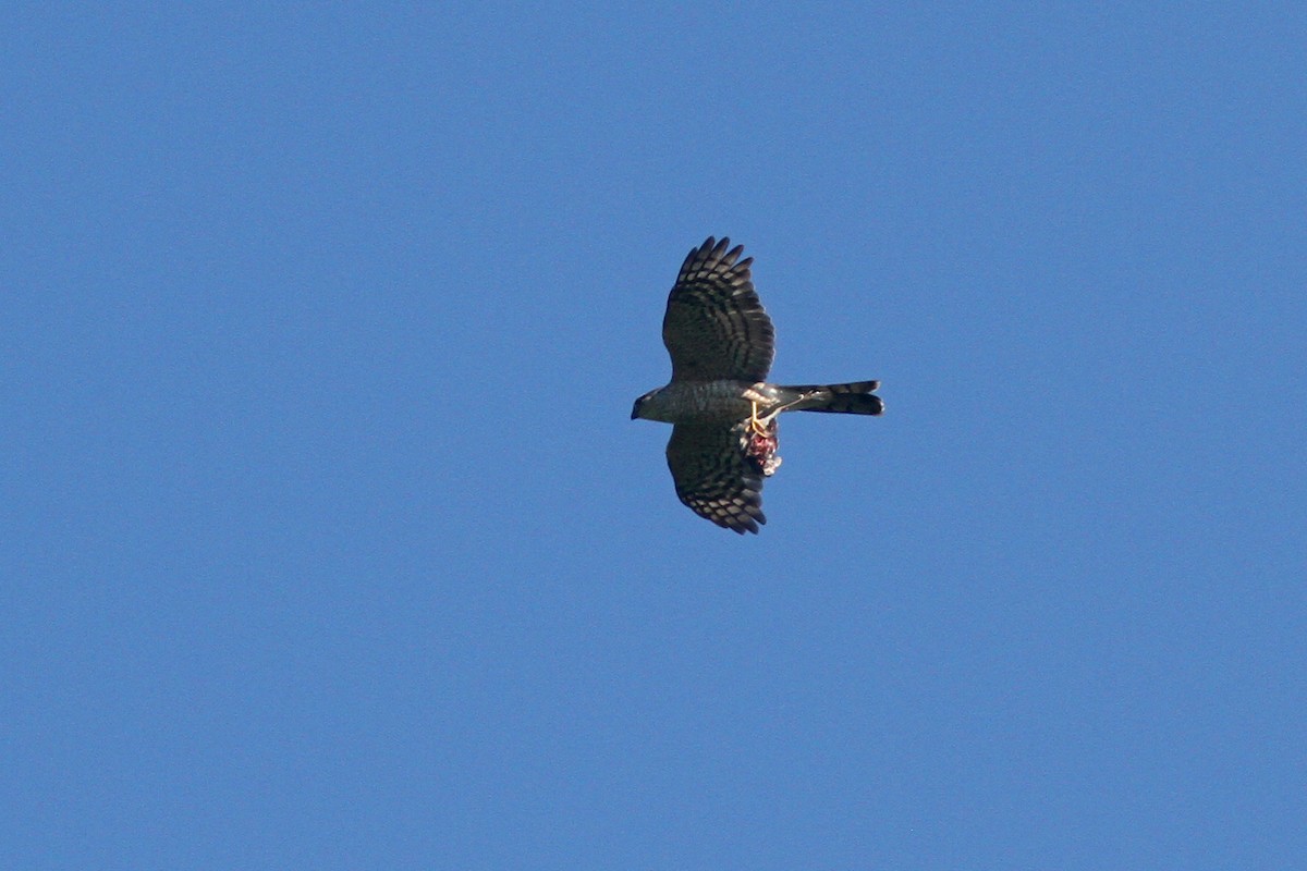 Sharp-shinned Hawk - Larry Therrien