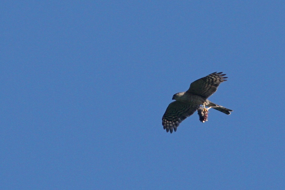 Sharp-shinned Hawk - ML128093971