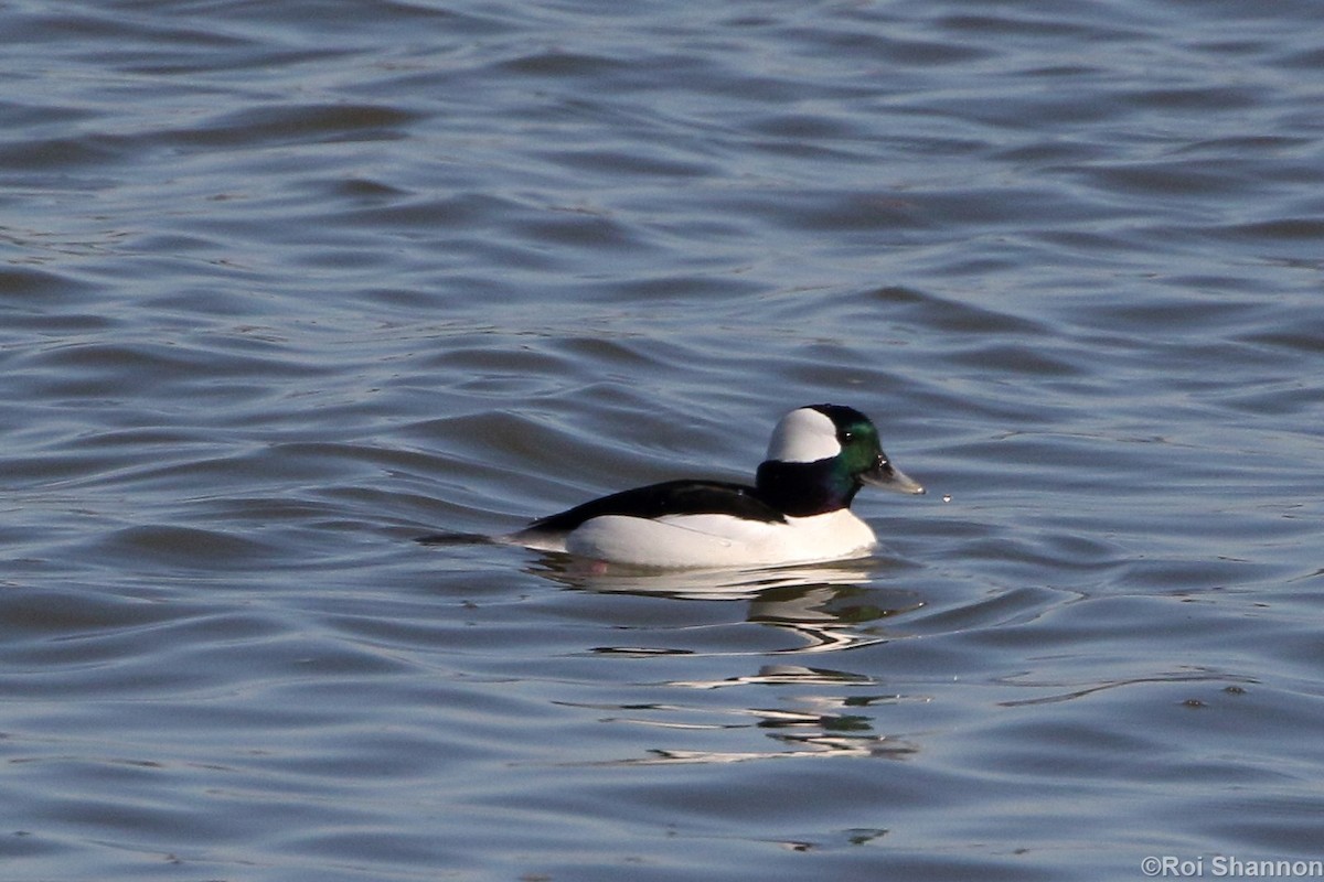 Bufflehead - Roi & Debbie Shannon