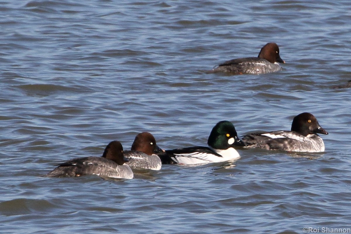 Common Goldeneye - ML128094421