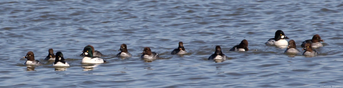 Common Goldeneye - ML128094451