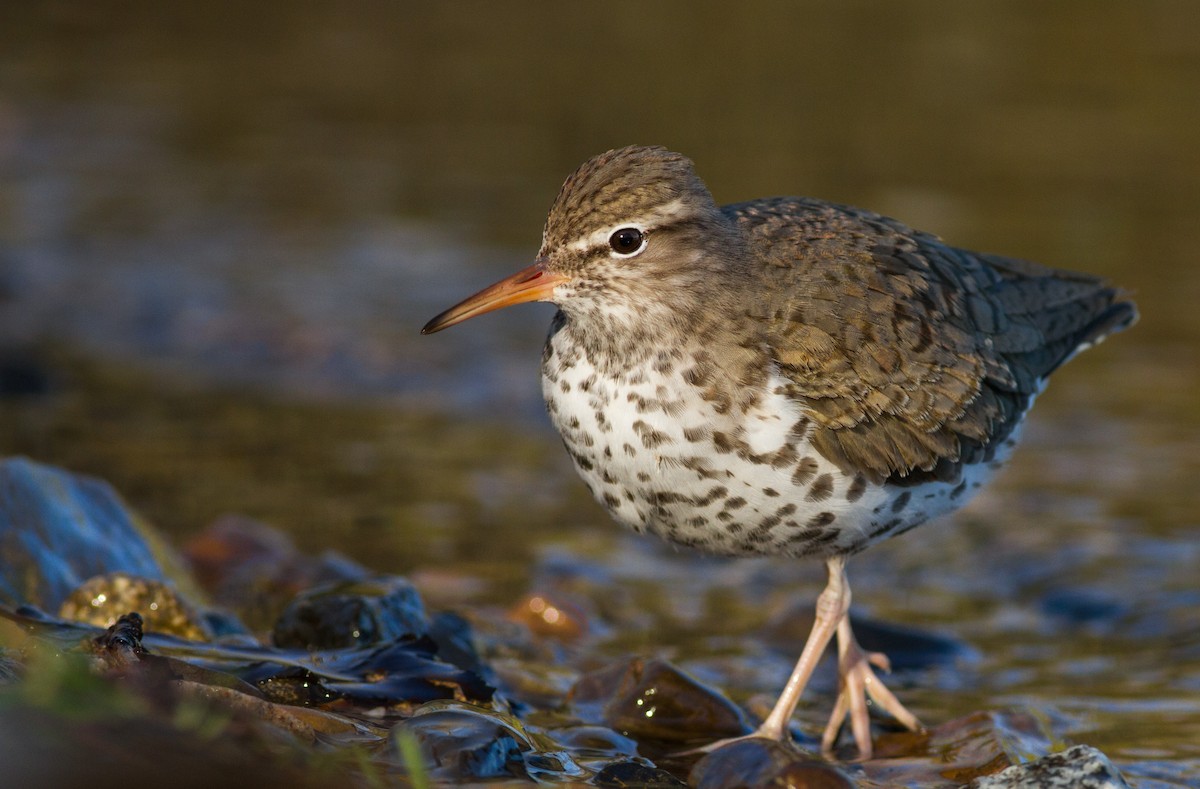 Spotted Sandpiper - ML128096501