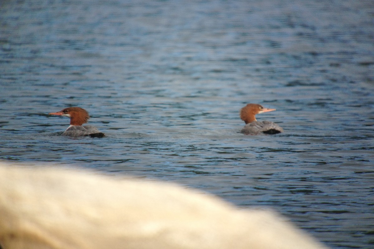 Common Merganser - ML128099081