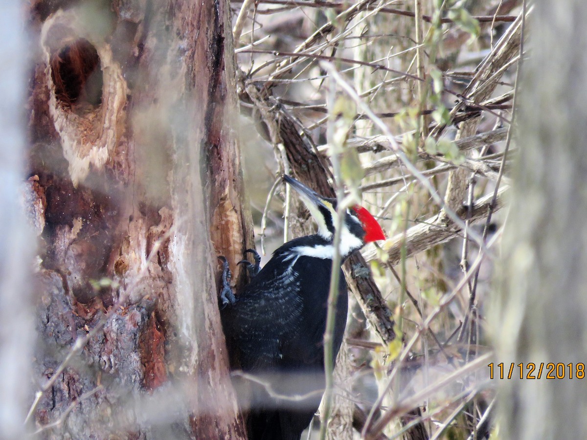 Pileated Woodpecker - ML128099861