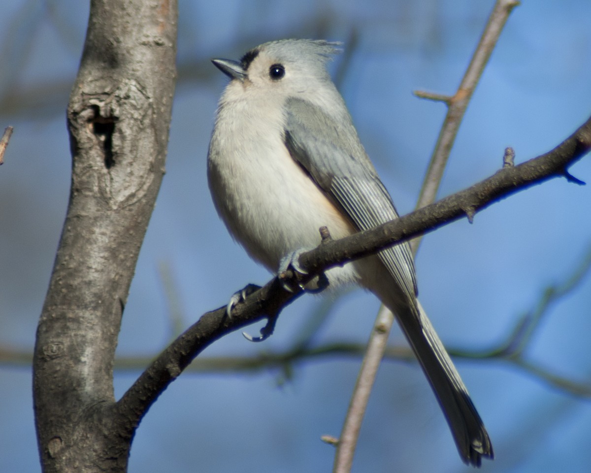 Tufted Titmouse - Jasper Weinberg