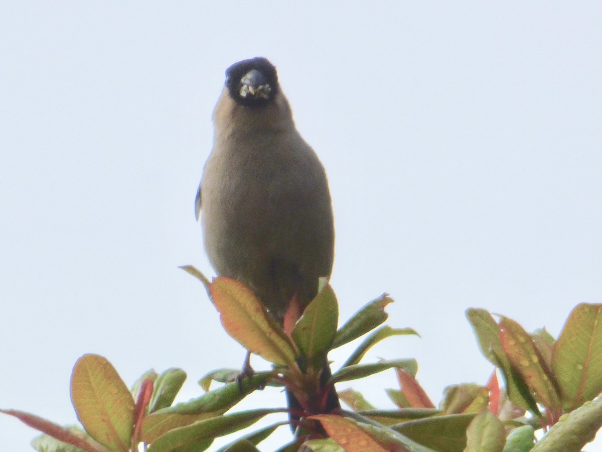 Azores Bullfinch - Mary  McMahon