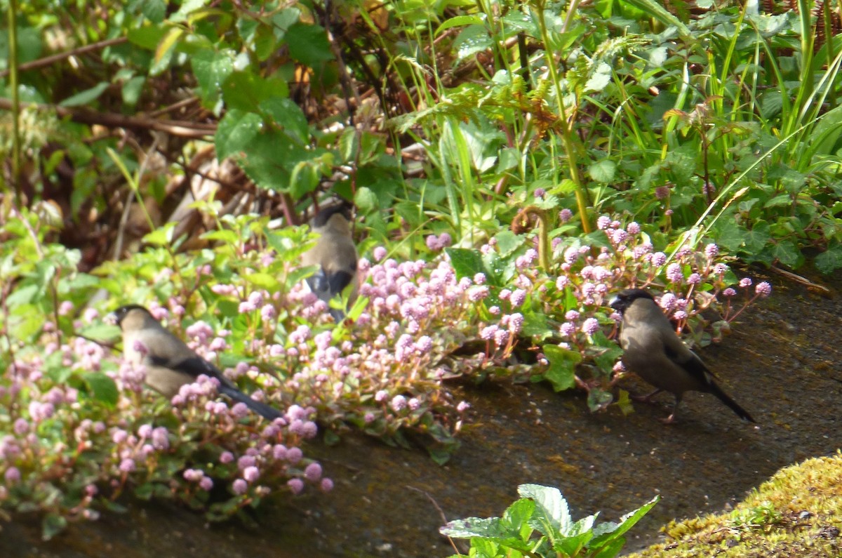 Azores Bullfinch - ML128104101