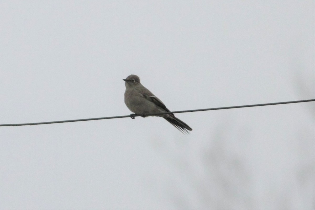 Townsend's Solitaire - ML128107591