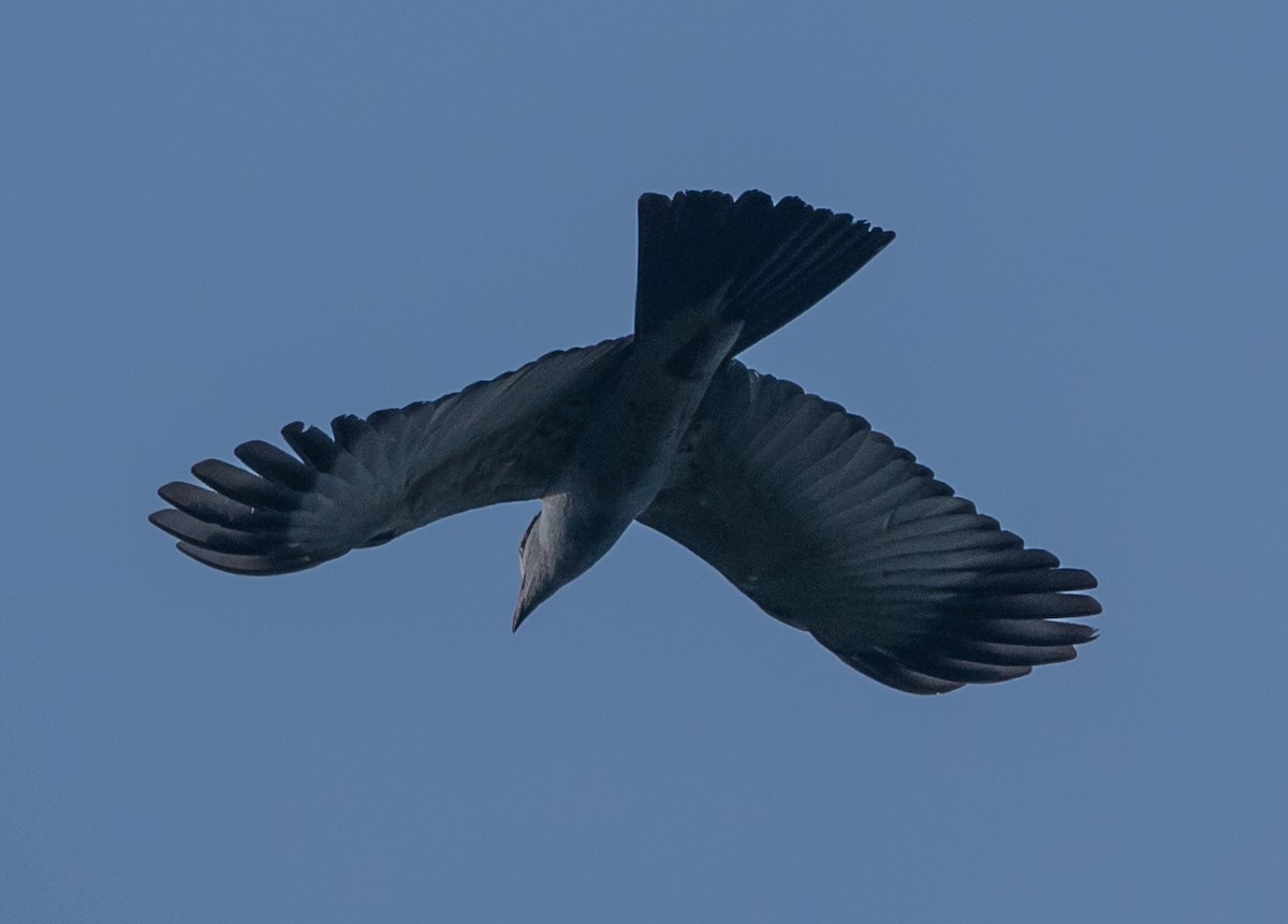 Cuckoo-roller - ML128107761