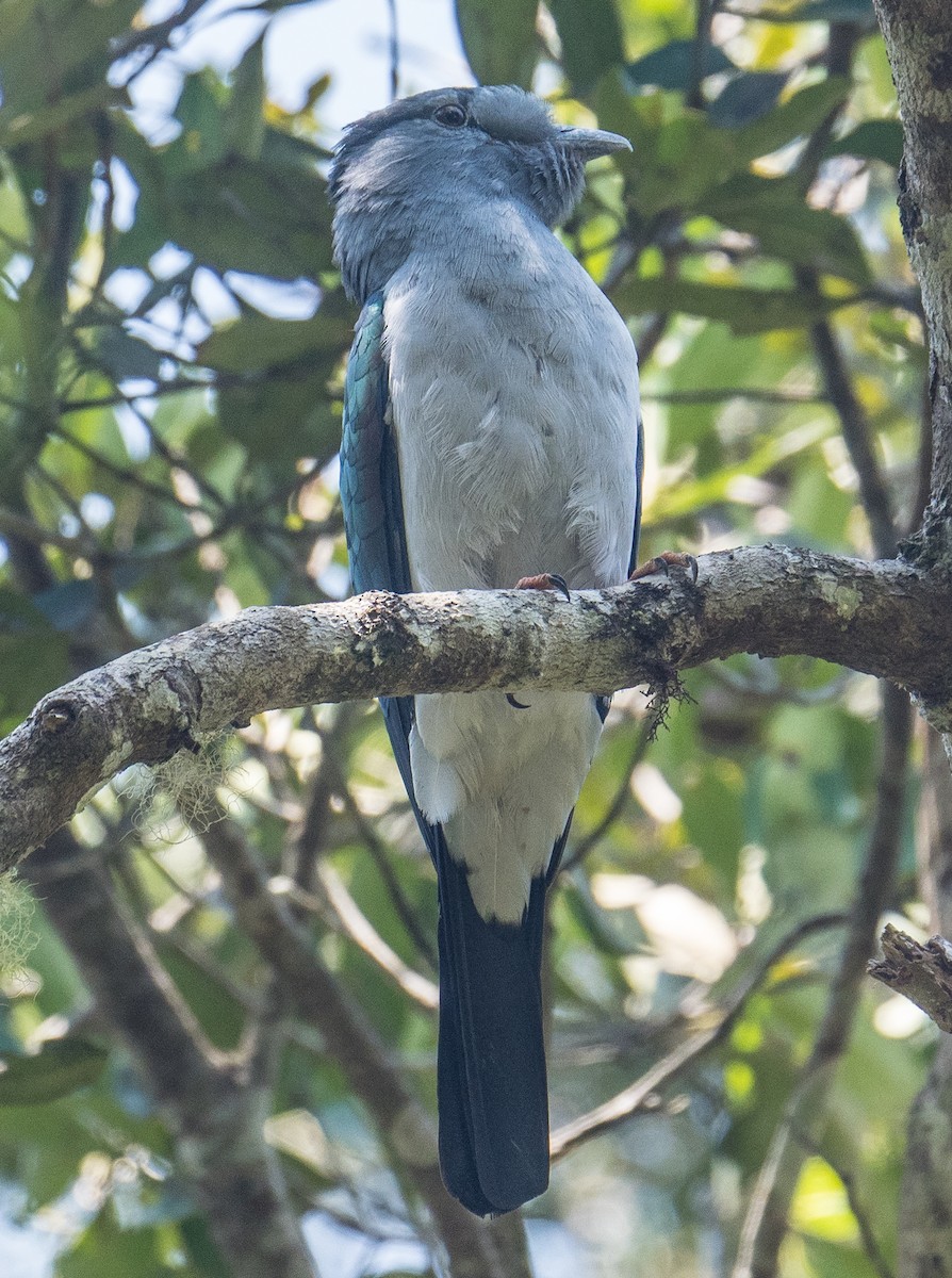 Cuckoo-roller - ML128107841