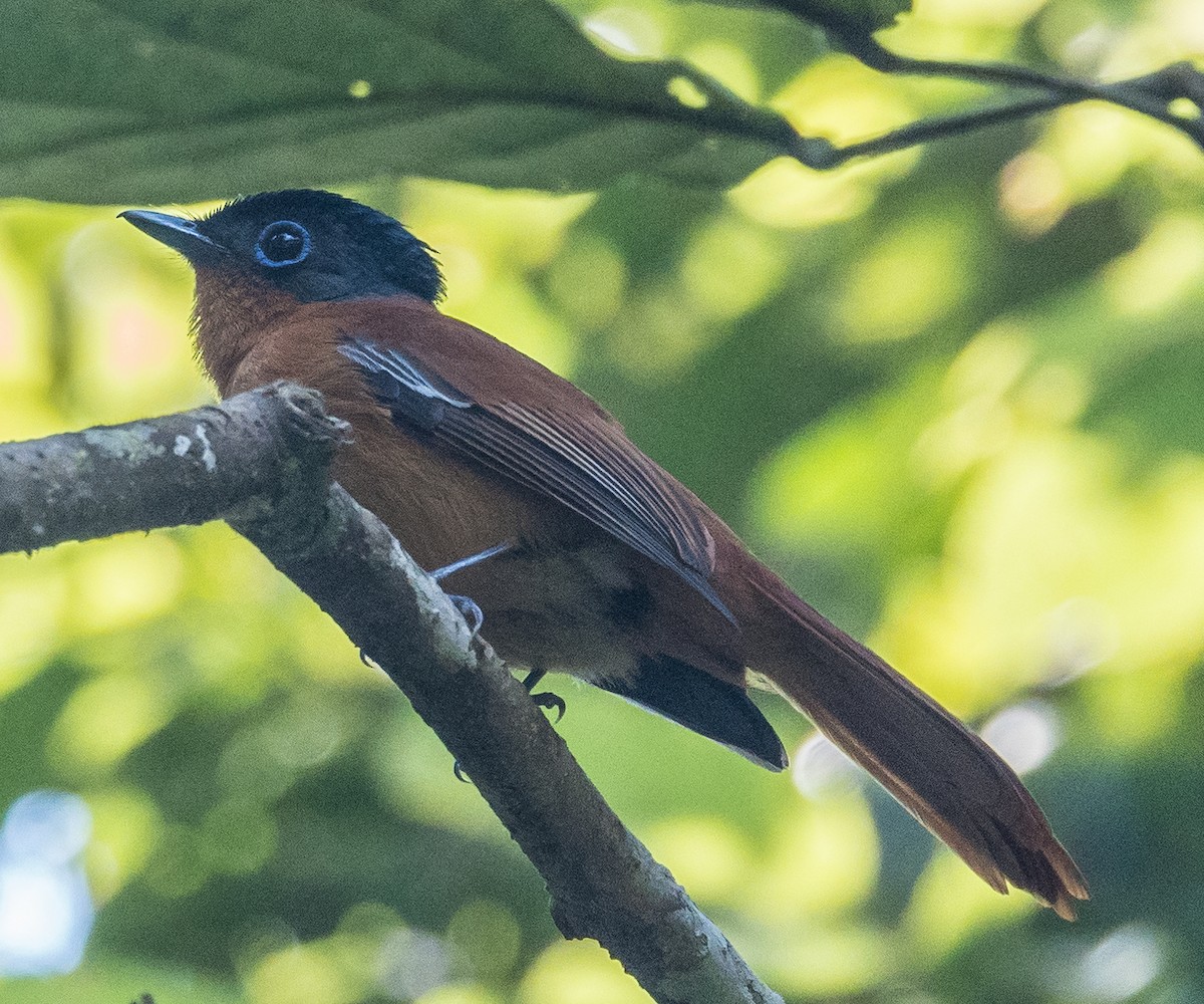 Malagasy Paradise-Flycatcher - ML128107991