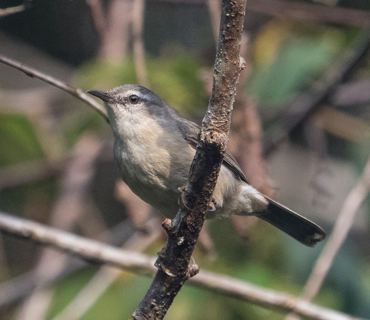 Rand's Warbler - James Moore (Maryland)