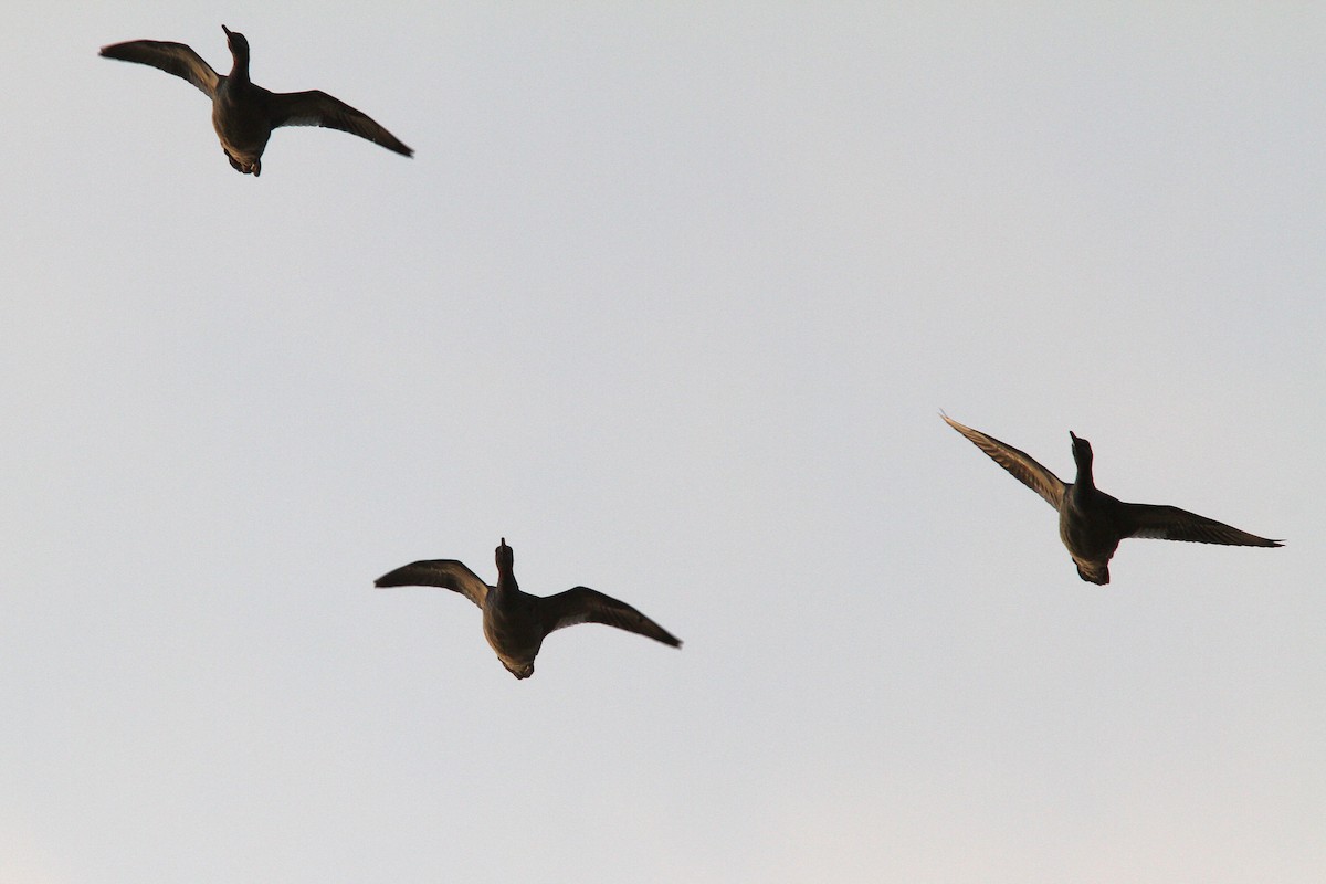 Common Merganser - ML128109131