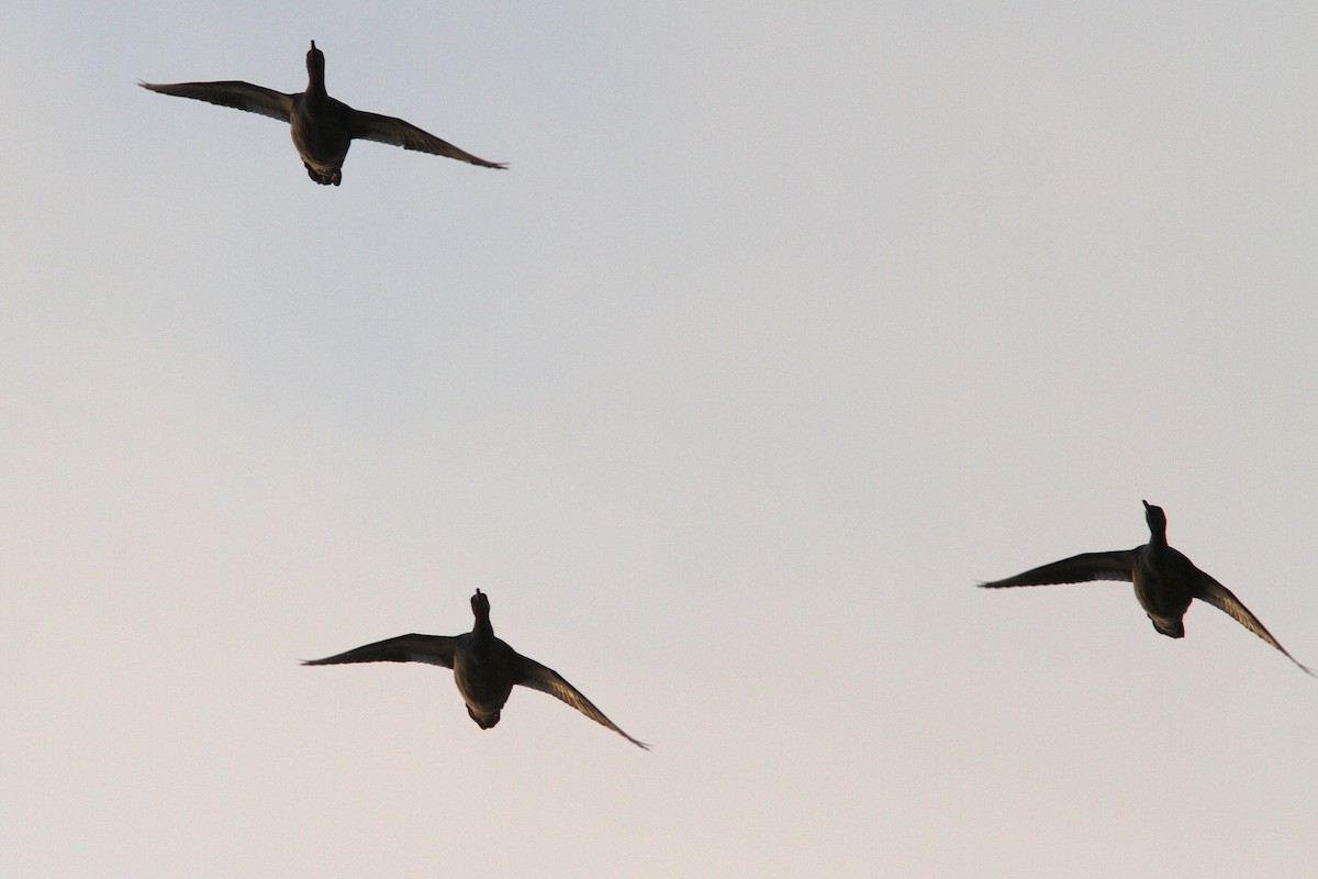 Common Merganser - ML128109161