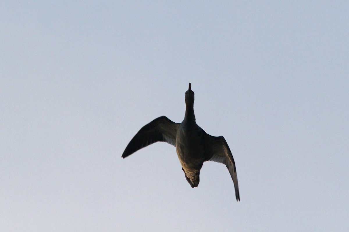 Common Merganser - ML128109181