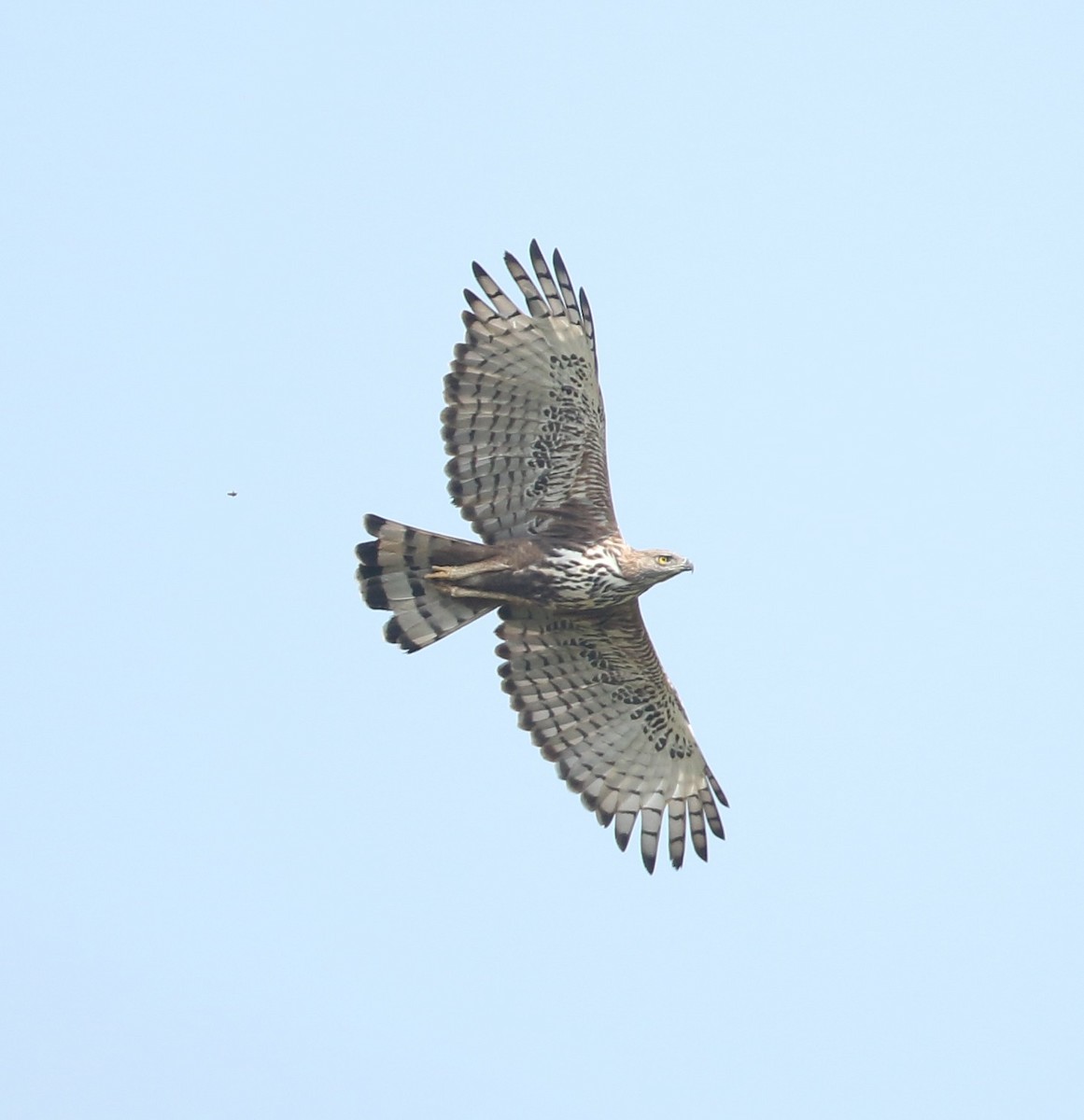 Águila Variable (crestada) - ML128110811