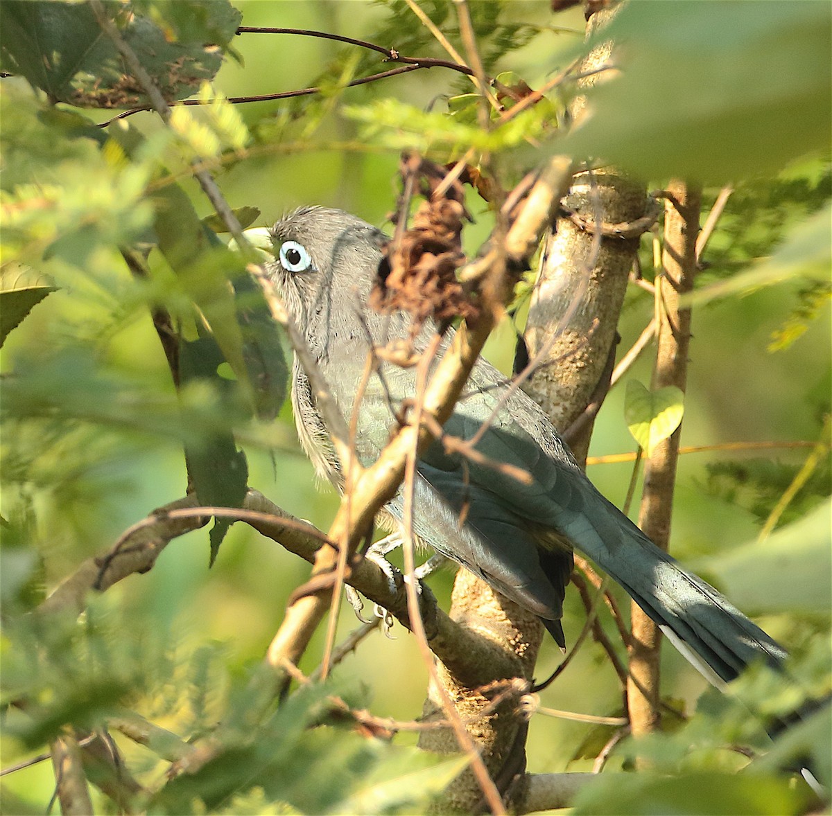 Blue-faced Malkoha - ML128111271