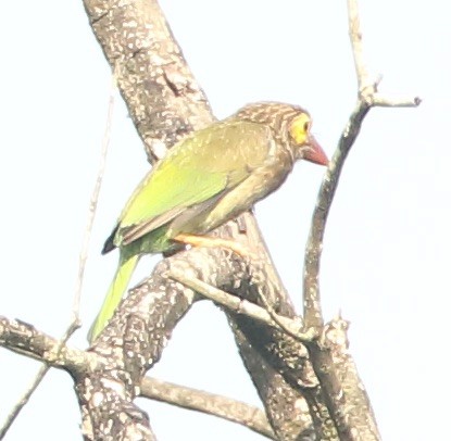 Brown-headed Barbet - ML128111281