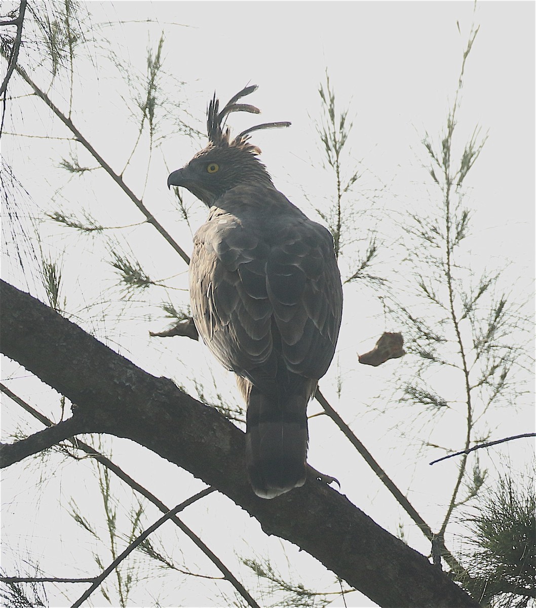 Indienhaubenadler (cirrhatus/ceylanensis) - ML128111291