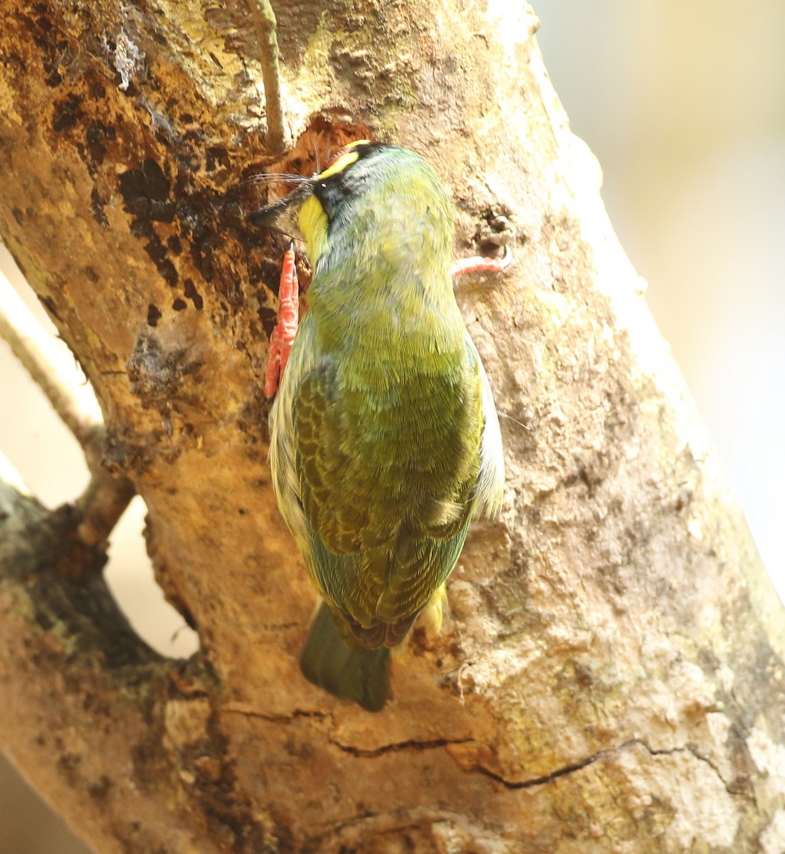 Coppersmith Barbet - ML128111371