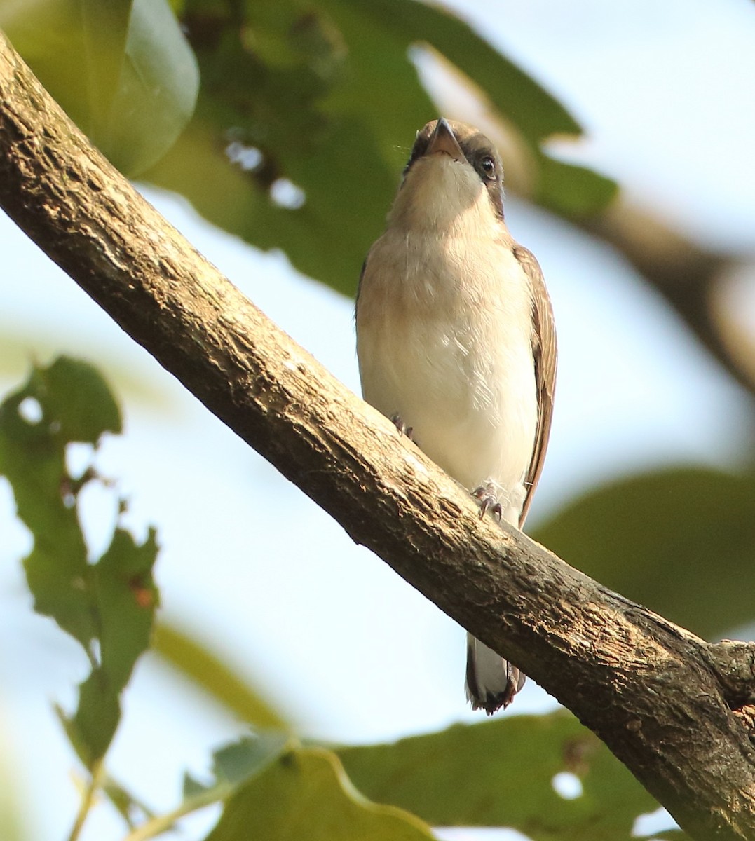 Common Woodshrike - ML128111691