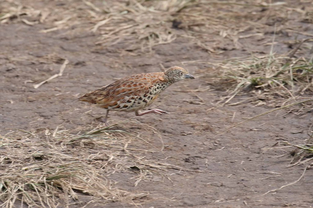 Small Buttonquail - ML128112381