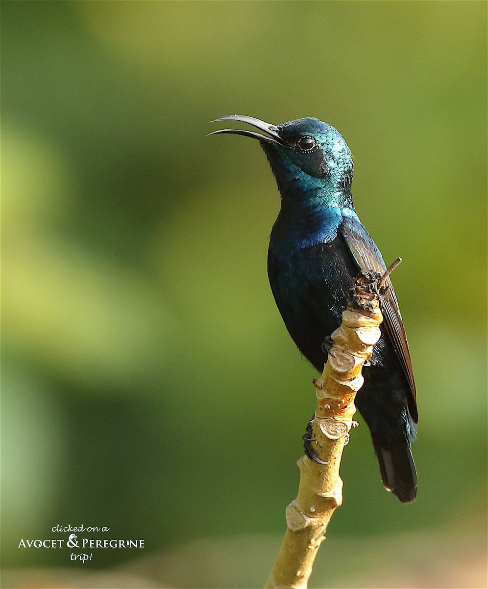 Purple Sunbird - ML128112881