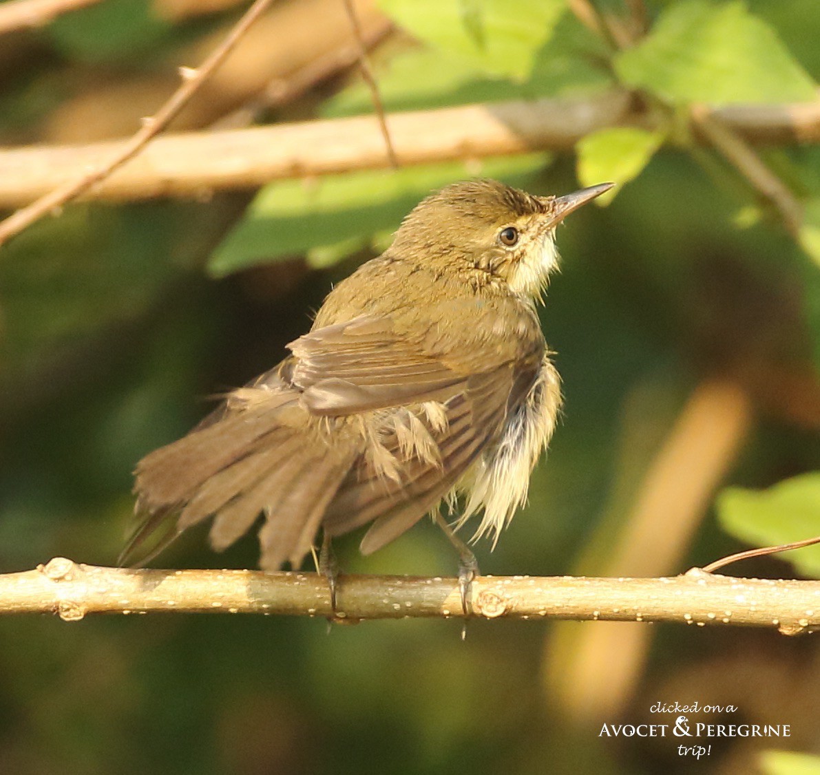 Blyth's Reed Warbler - ML128112971