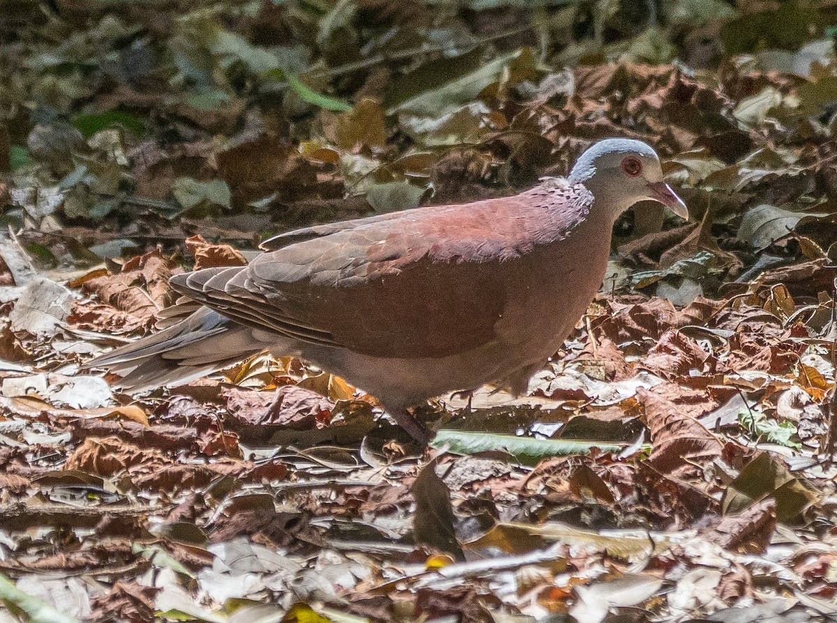 Мадагаскарский голубь - ML128114821