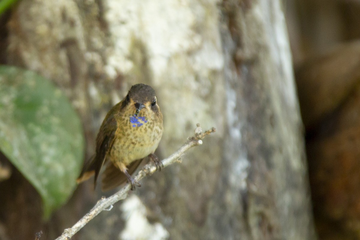 Colibri moucheté - ML128116451