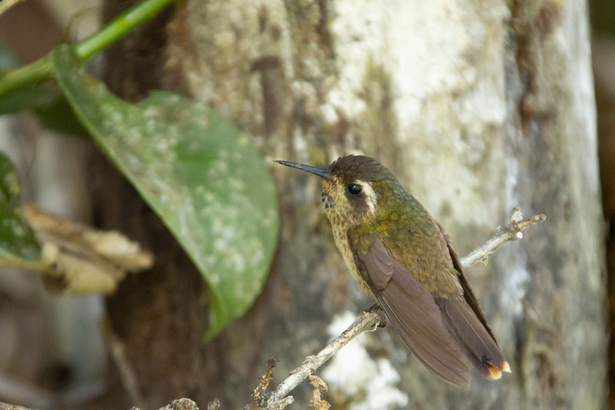 Colibri moucheté - ML128116481