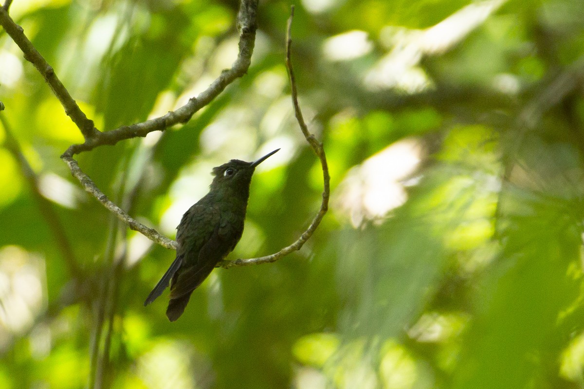 Fork-tailed Woodnymph - ML128116611