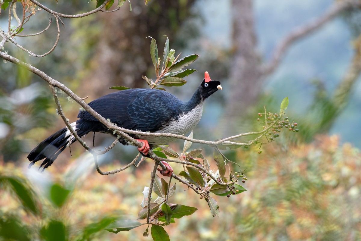 Horned Guan - ML128120161