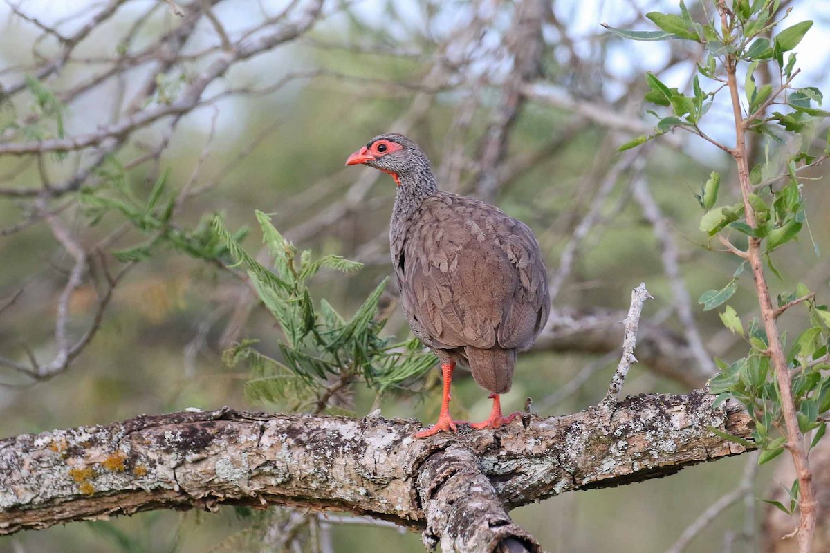 Red-necked Spurfowl - ML128120501