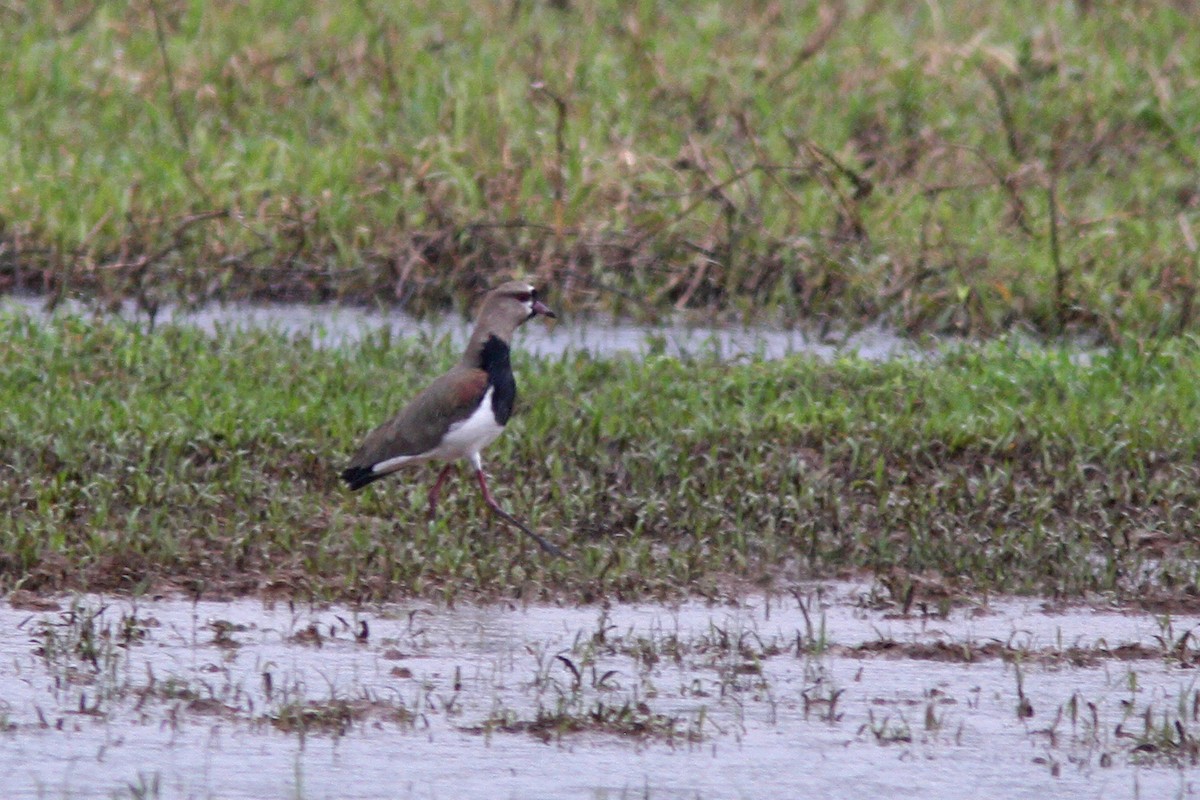 Southern Lapwing - Larry Therrien