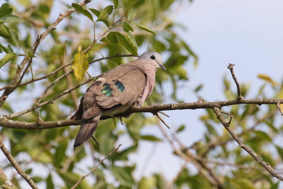 Emerald-spotted Wood-Dove - ML128121531