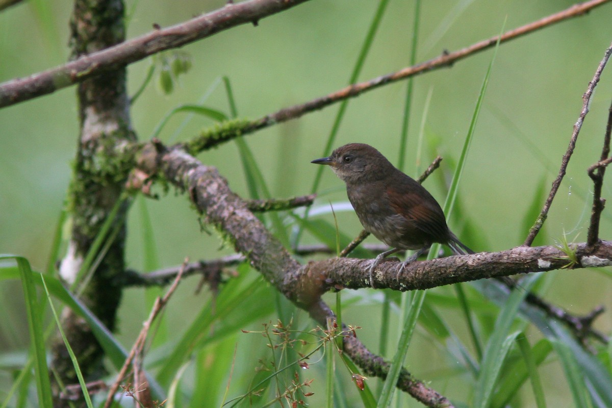 Slaty Spinetail - ML128121791