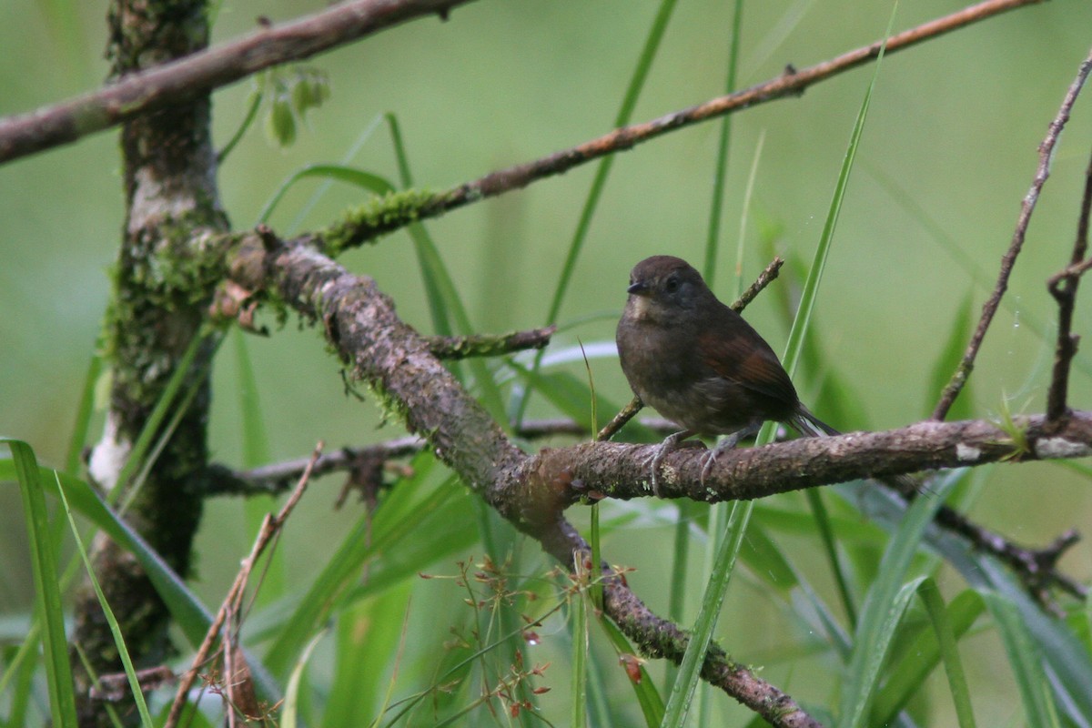 Slaty Spinetail - ML128121811