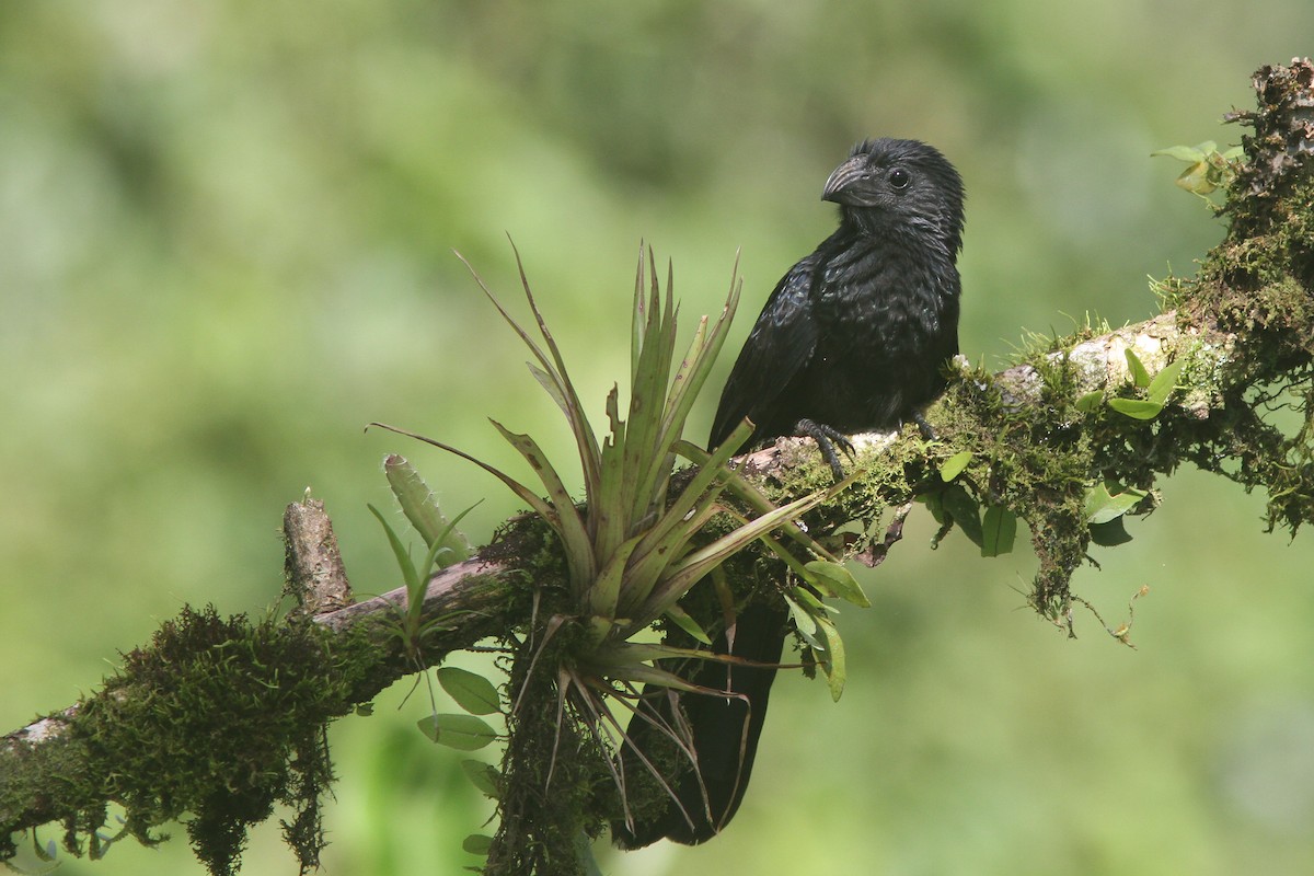 Groove-billed Ani - ML128121901