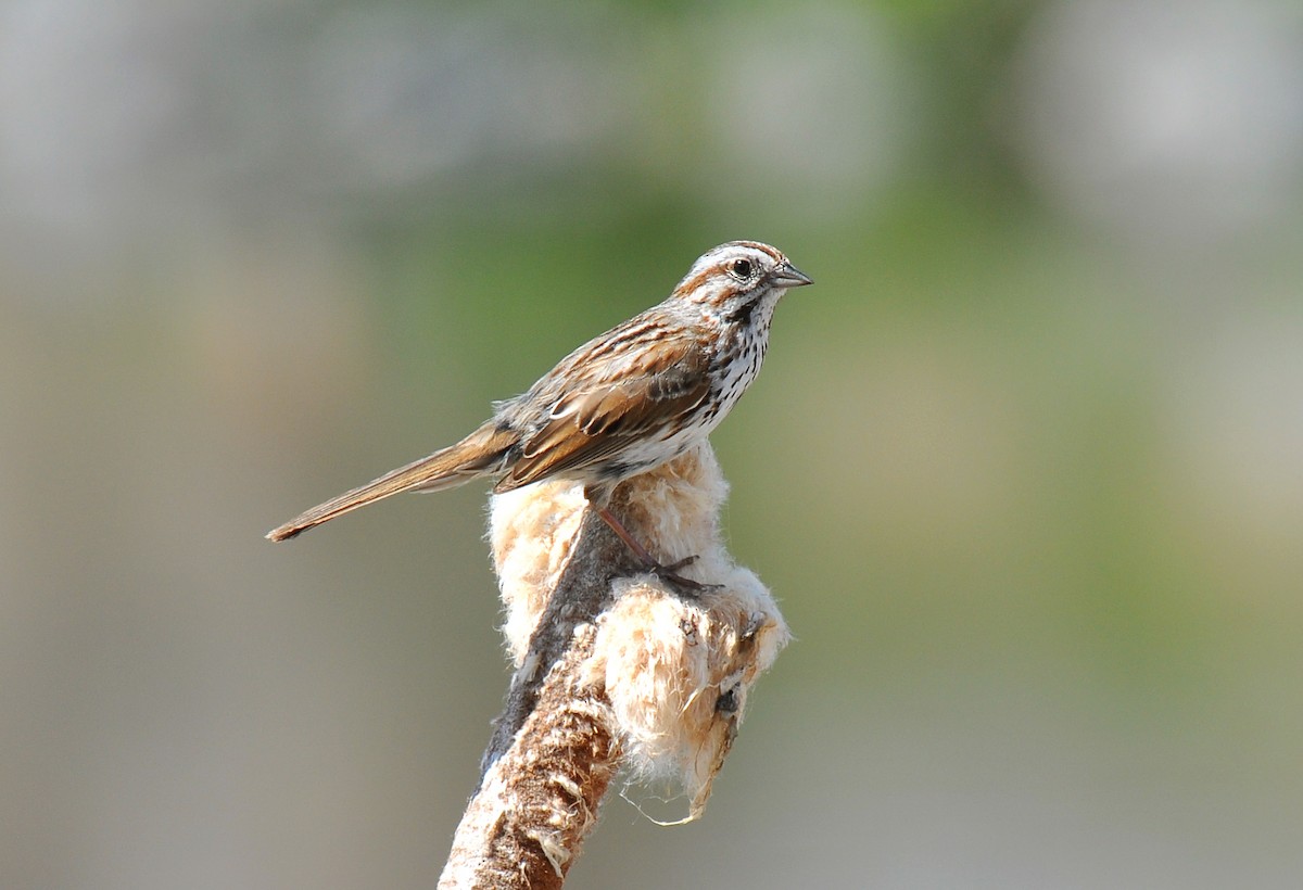 Song Sparrow (montana/merrilli) - ML128122601