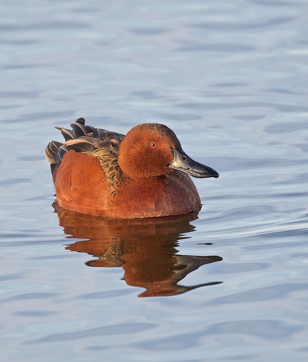 Cinnamon Teal - ML128122651