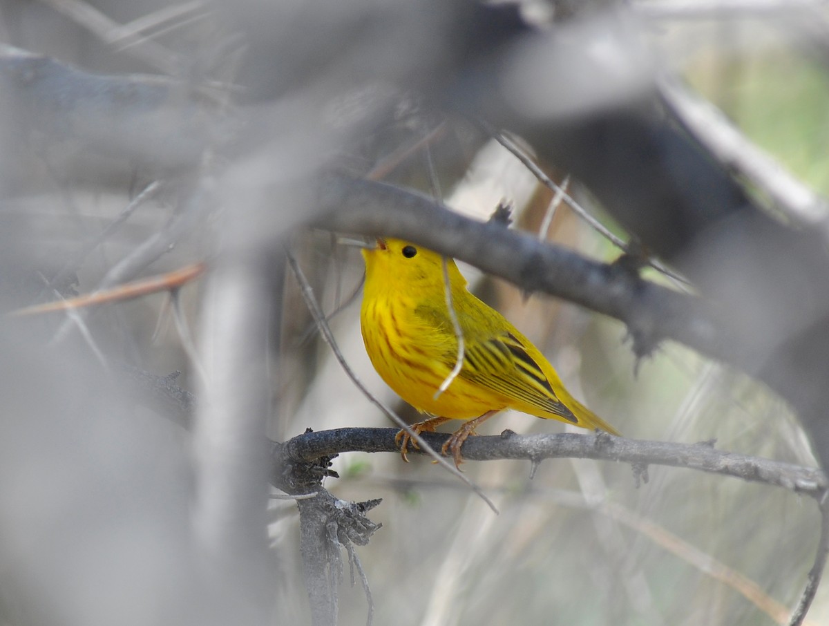 Yellow Warbler (Northern) - ML128122671